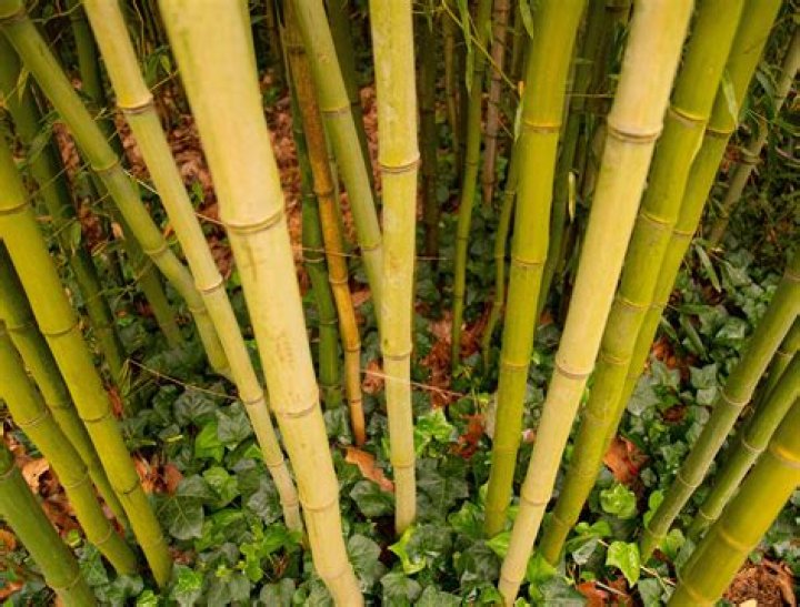 What is the least invasive bamboo
