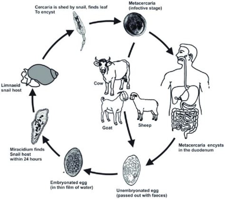 What is the life cycle of a liver fluke?