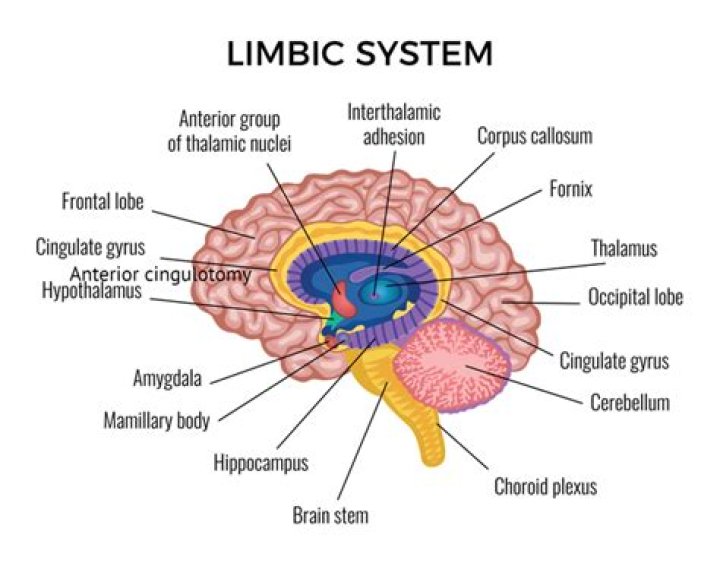 What is the limbic system of the brain