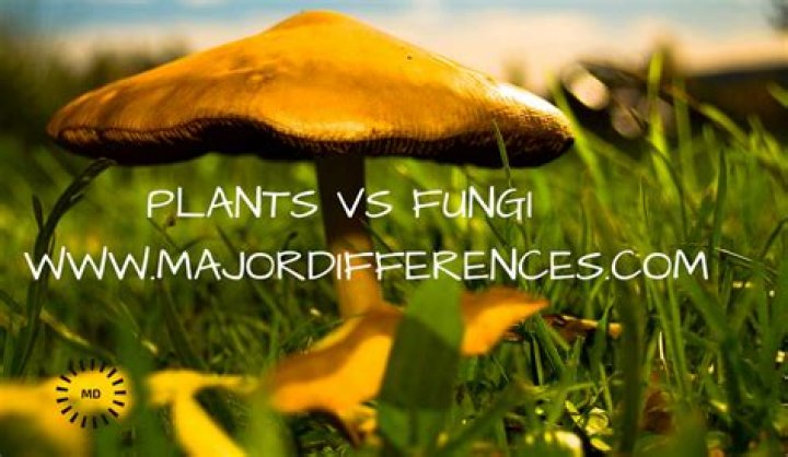 What is the main difference between fungi and plants