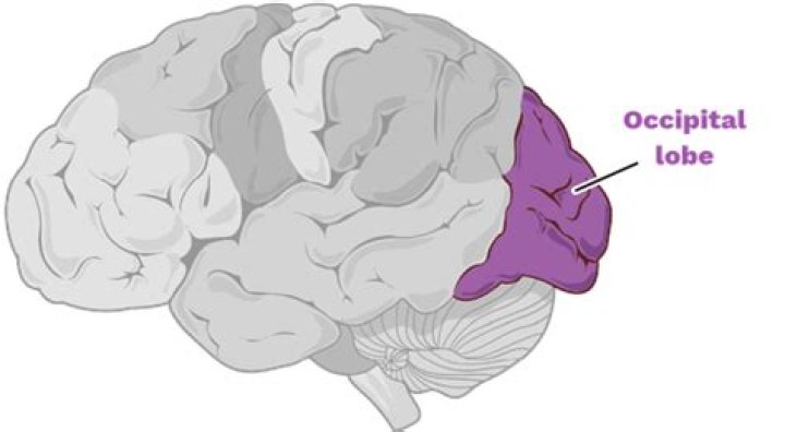 What is the main function of the occipital lobe