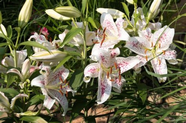 What is the most fragrant lily