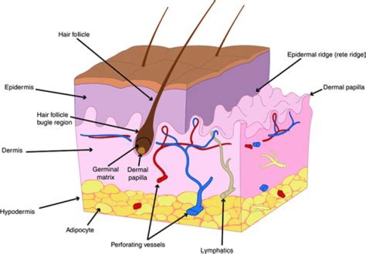What is the most superficial layer of the epidermis