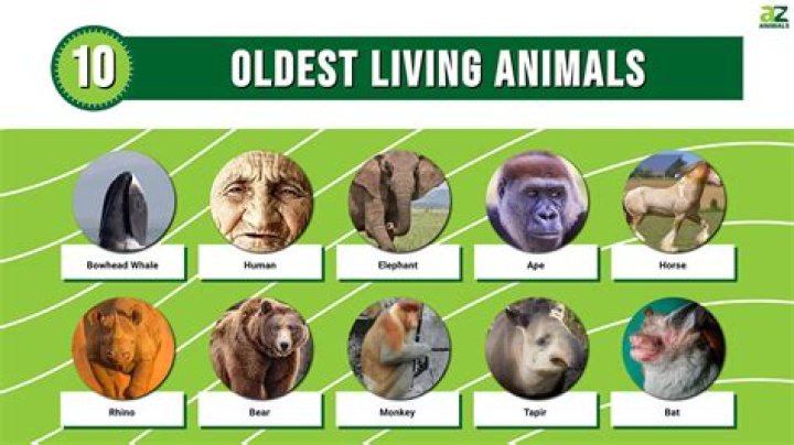 What is the oldest animal that has ever lived?