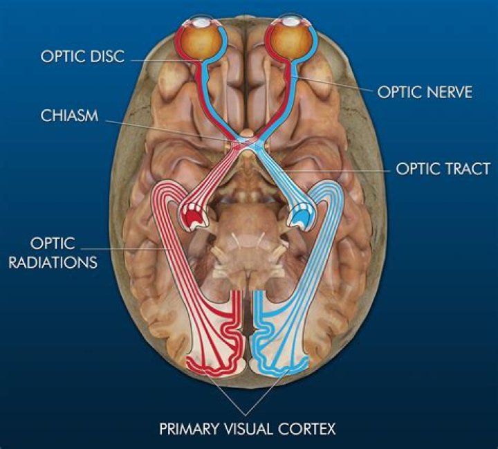 What is the optic chiasm function