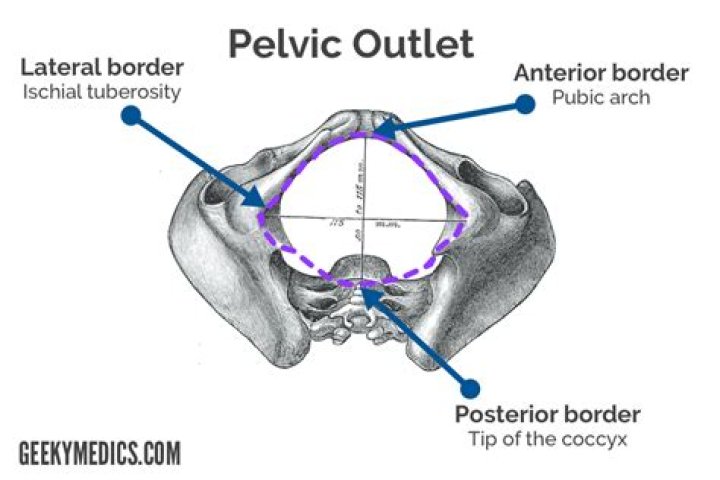 What is the pelvic outlet