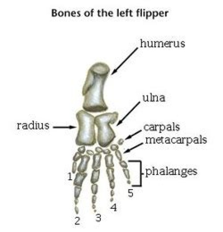 What is the Pentadactyl limb
