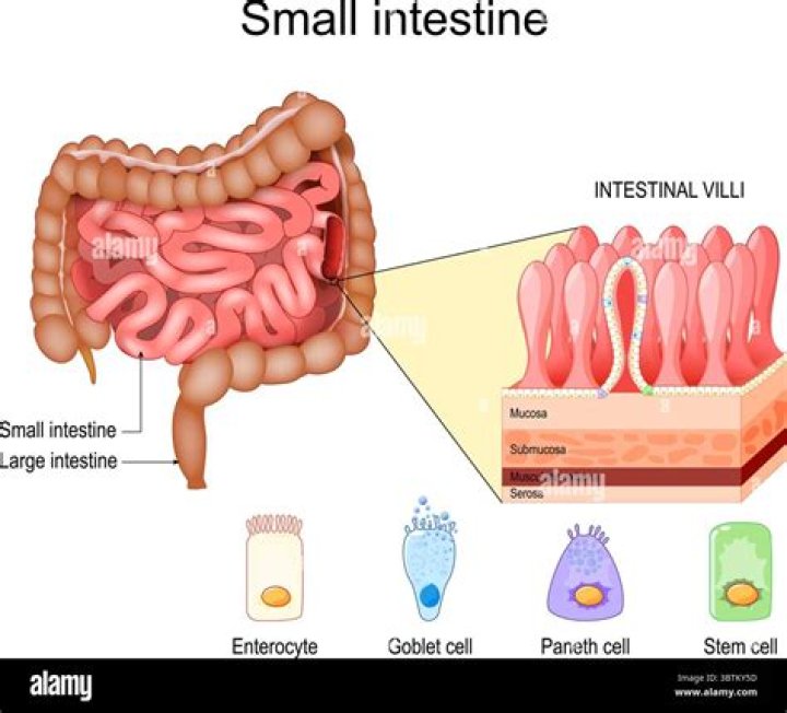 What is the pH within the small intestine