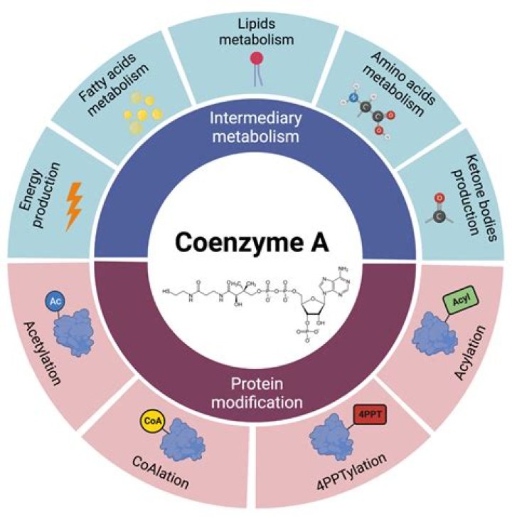 What is the precursor of coenzyme A