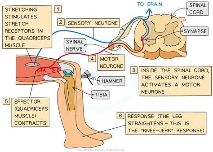 What is the primary function of a stretch reflex?