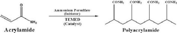 What is the role of BIS acrylamide in SDS PAGE