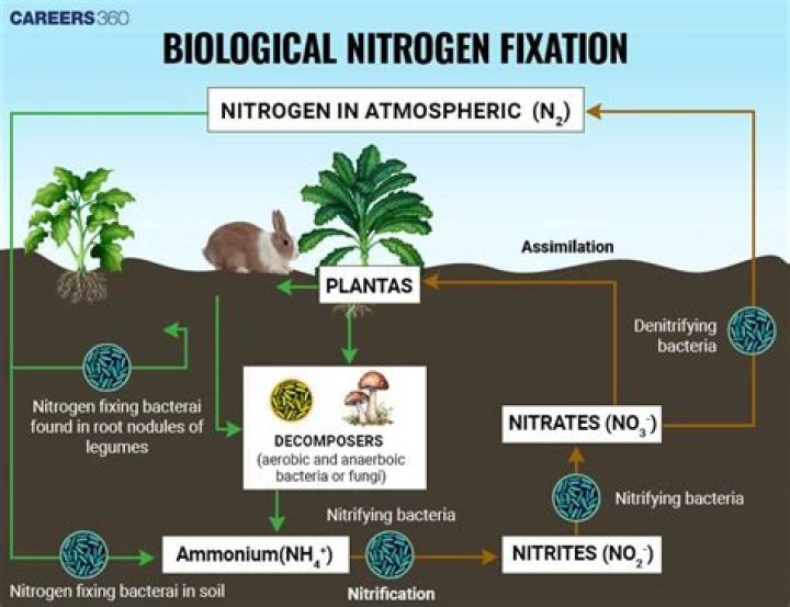 What is the role of nitrogen fixing bacteria quizlet?