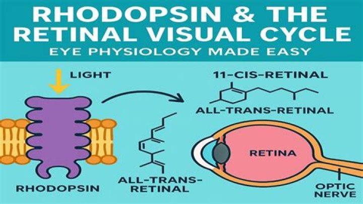 What is the role of opsin in the eye