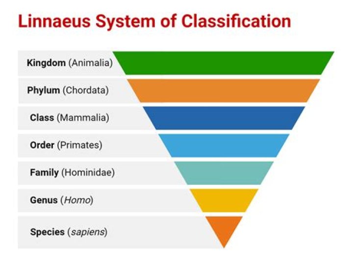 What is the scheme of classification of organisms at various levels