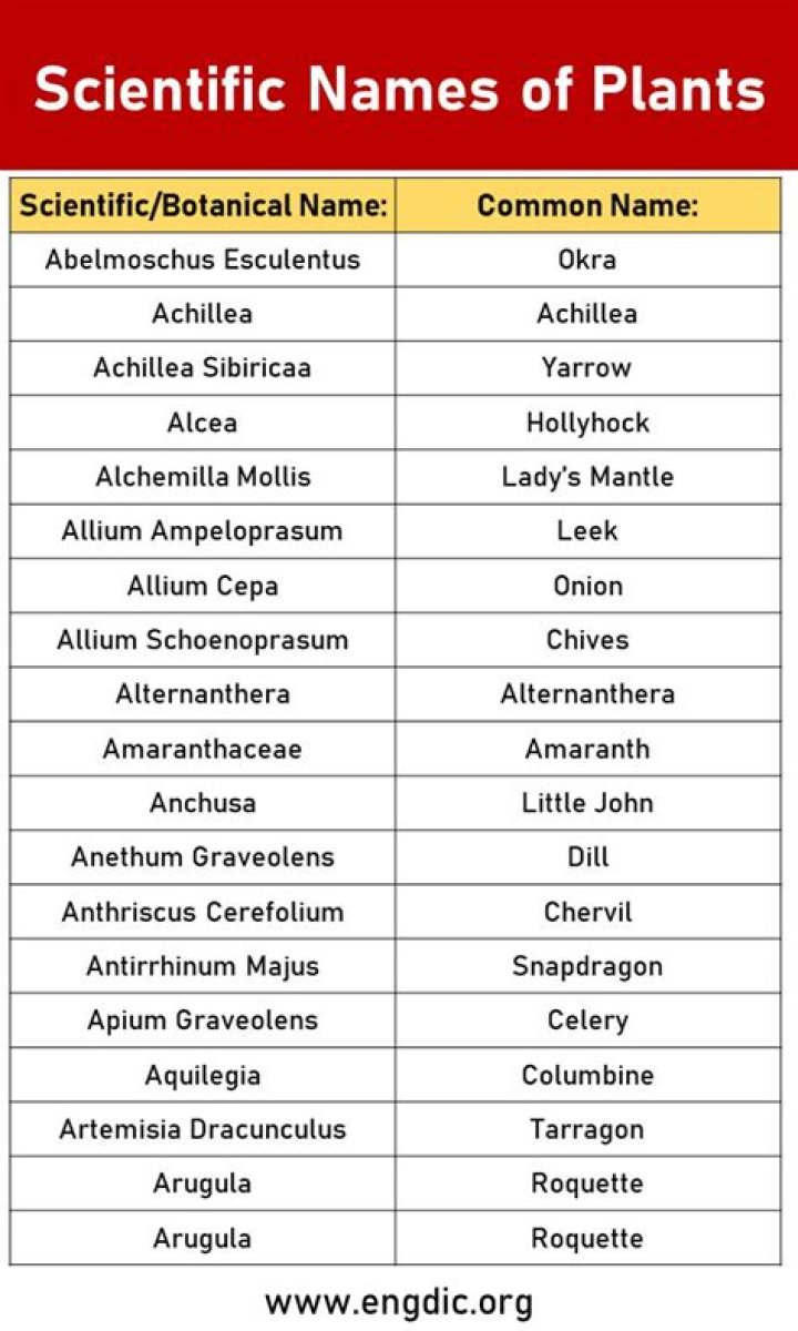 What is the scientific name for sargassum