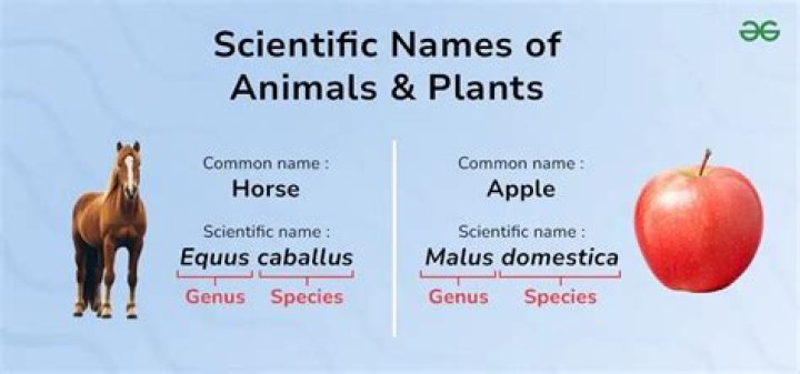 What is the scientific name of each organism?