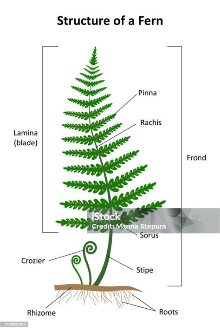 What is the structure of a fern