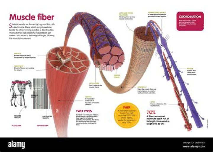 What is the structure of a muscle fiber