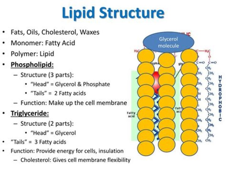 What is the structure of lipids