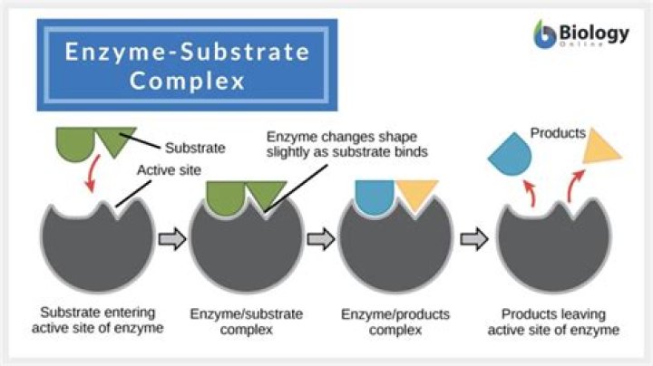 What is the substrate of the enzyme bromelain