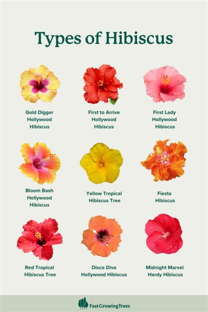 What is the use of hibiscus flower