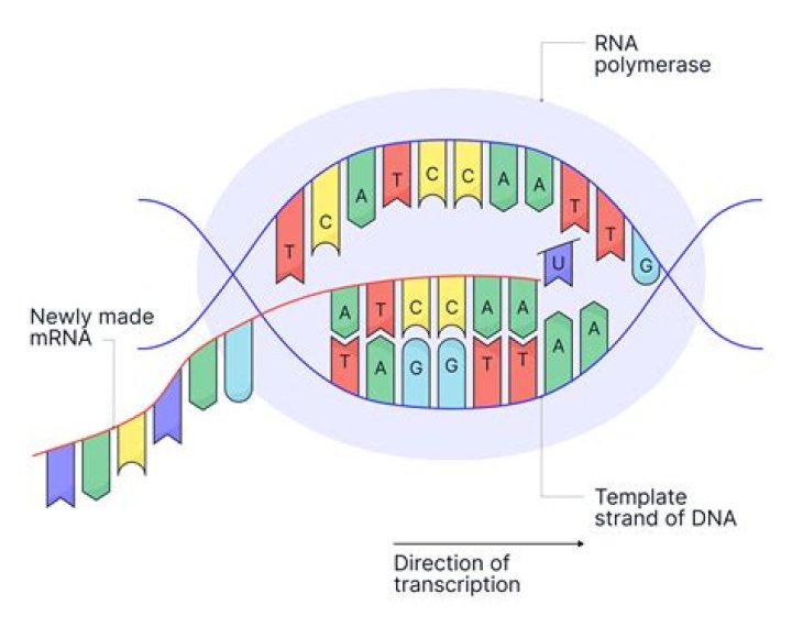 What is transcription in short?