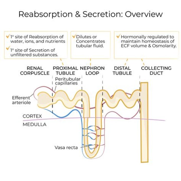 What is tubular secretion and where does it occur