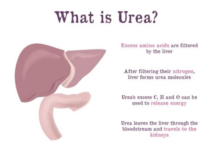 What is urea in the blood