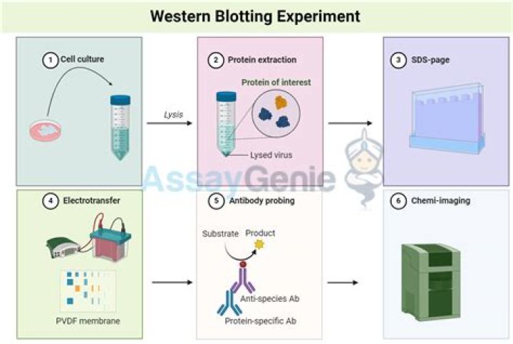 What is Western blot used to detect?