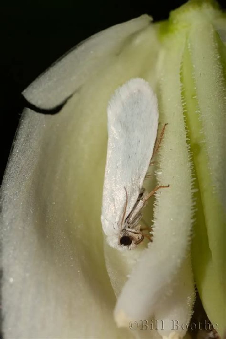 What is yucca moth