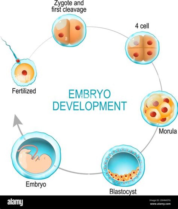 What is zygote and embryo