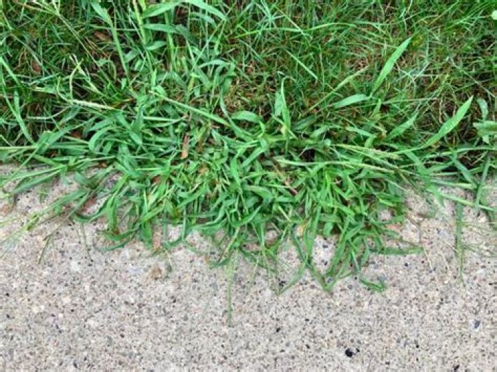 What kills crabgrass in Bermuda