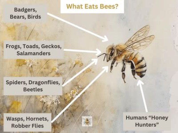What kind of animal eats bees