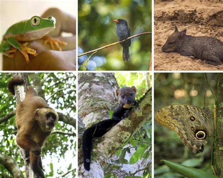 What kind of animals are in Bahamas?