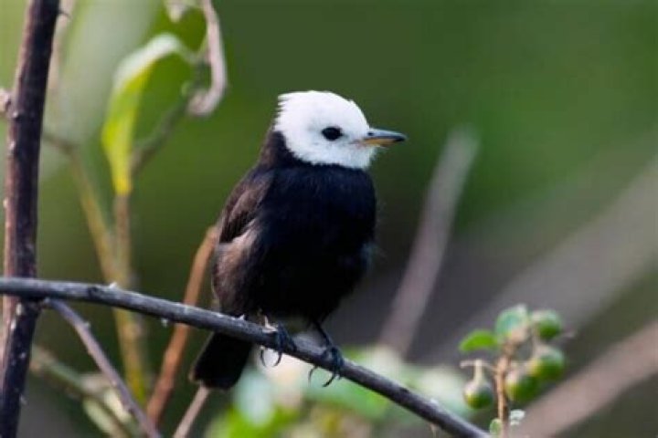 What kind of bird has a redhead and black body