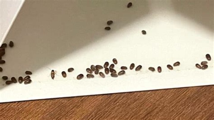 What kind of bug looks like a sunflower seed