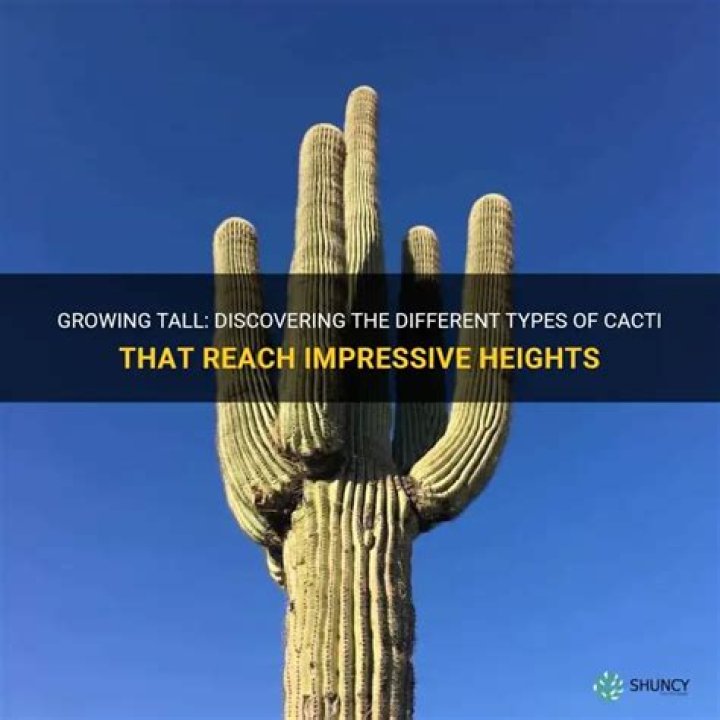 What kind of cactus grows tall