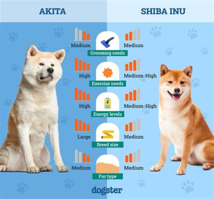 What kind of coat does a Shiba Inu have