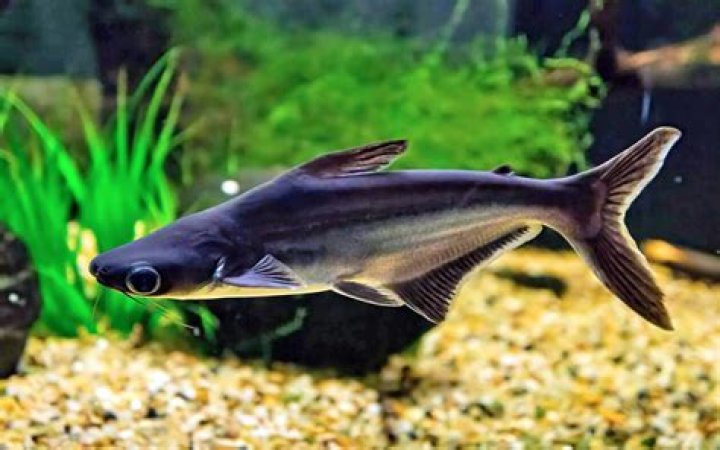 What kind of fish is Pangasius?
