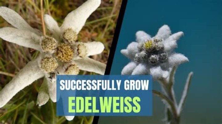 What kind of flower is Edelweiss
