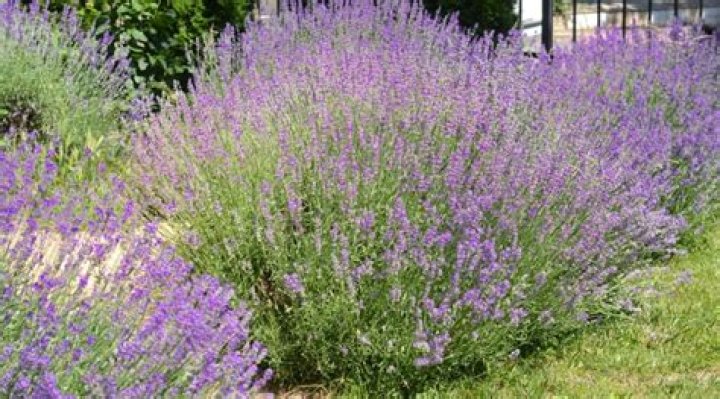 What kind of lavender grows in Texas