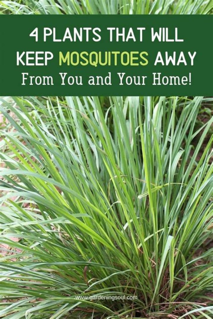 What kind of plants keep mosquitoes away