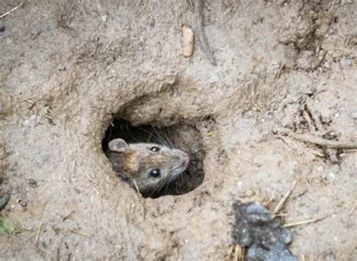 What kind of rat lives underground?