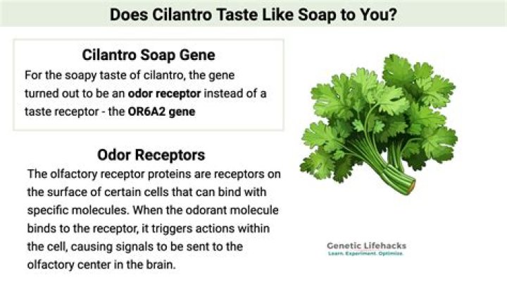 What kind of soap does cilantro taste like
