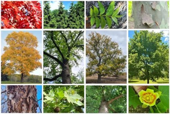 What kind of trees grow in Kansas