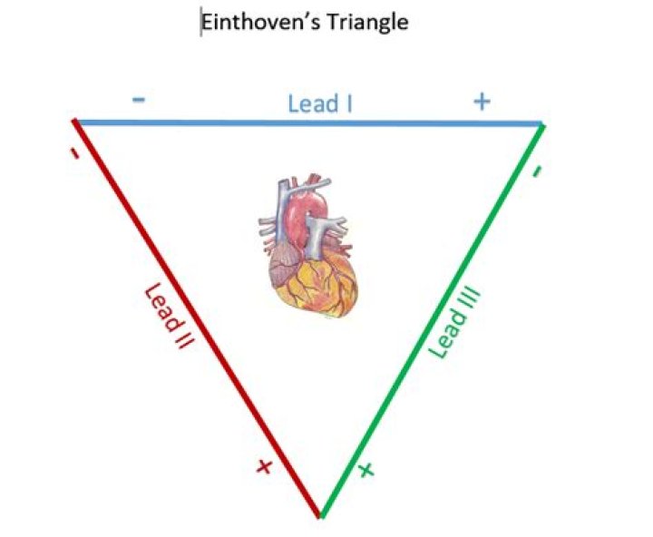 What leads Makeup The einthovens triangle
