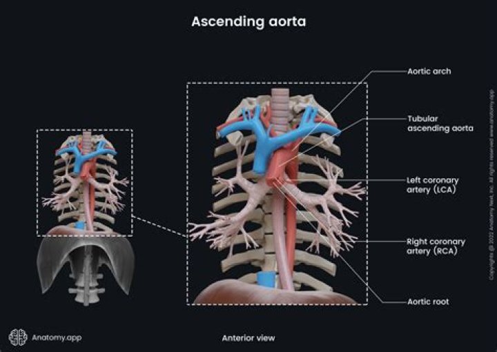 What level does aorta penetrate diaphragm