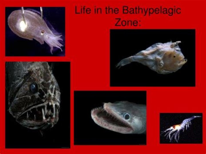 What lives in the Bathypelagic zone