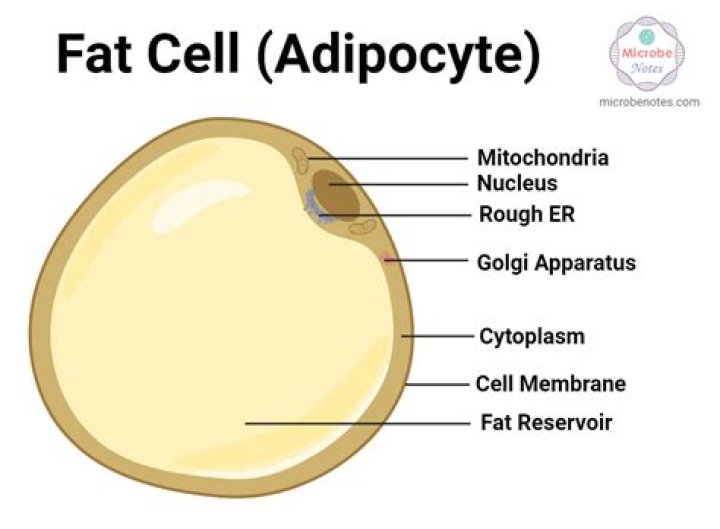What makes up a fat cell