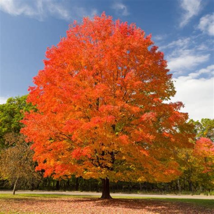 What maple tree turns bright red in the fall?